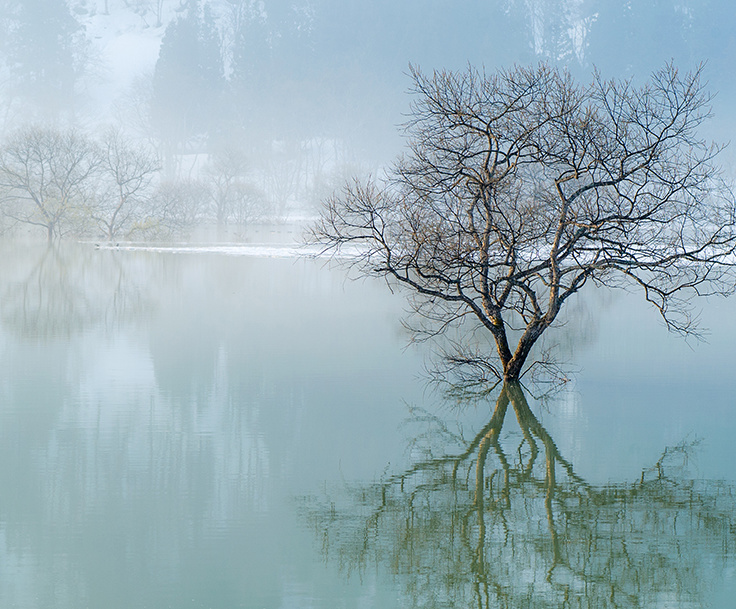 白川湖.水没林.風景写真.風景写真家