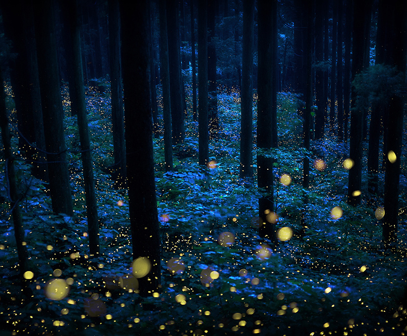 lensculture.firefly.kazuakikoseki.japan